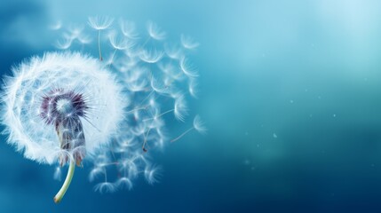 close-up of a dandelion