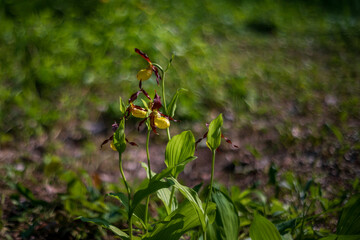 Cypripedium calceolus - Slipper Slipper - beautiful yellow flower in cabbage grass. Photo of wild nature.
