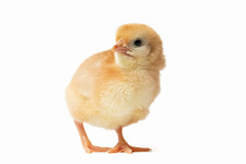 A human hand gently approaches a small orange chick standing on a white surface, creating a sense...