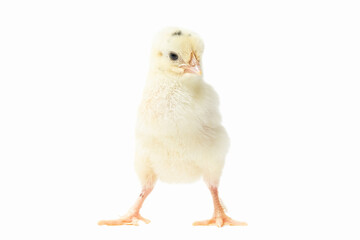 A soft, yellow chick stands on two feet, gazing to the side on a white background