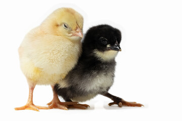 A yellow chick and a black chick in profile, with the black chick behind the yellow one, against a...