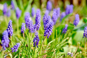 flowers in the garden