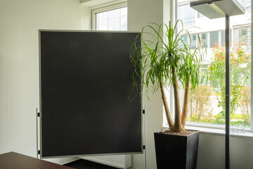 A black pinboard near the window, palm, heater, radiator