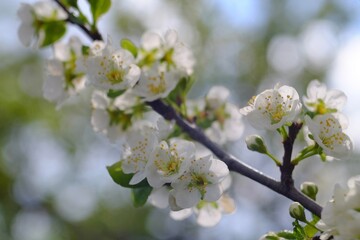 Obraz premium Blooming apple trees in spring
