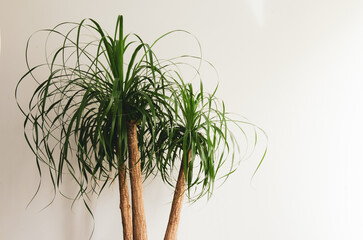 Ponytail green Palm against white wall. Background, copy space, space for text