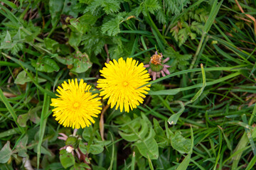 yellow dandelion in the grass in spring