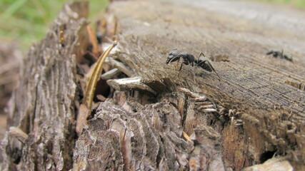 big black ant on a tree stump