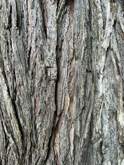 Nature background. Gray tree bark. Close-up.