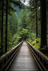 Serene forest walkway