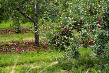 Rows of cultivated red gala apple trees on an orchard in autumn. The farm soil is dry with grass...