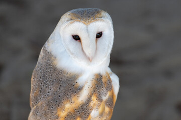 A barn owl, tyto alba, is a nocturnal hunter. It has a heart-shaped face with whitish or pale color...