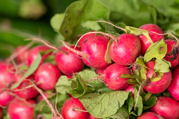Bunch of organic, ripe, raw, red, round, root radishes. The edible vegetable has long green stalks with lush green leaves. The radishes, brassicaceae, are colorful with tap roots for sale at a market 