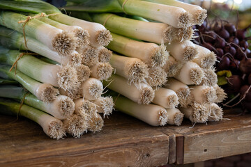 Bunches of raw green onions, scallions with small blue elastic bands tied around the plant stem....