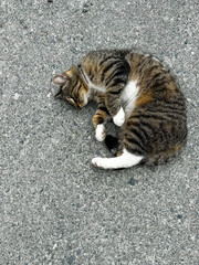 A single white and black cat or alley cat lying on the ground rolling around. The stray animal has a white underbody with a black and brown head. Its paws are up exposing its white belly. 