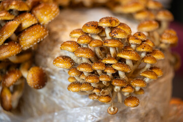 A dense clusters of Pholiota adiposa, chestnut mushrooms, growing synthetic material. The edible...