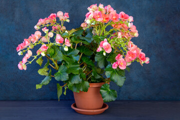 Blooming begonia elatior in a pot on a dark background. Houseplants, hobby, floriculture.