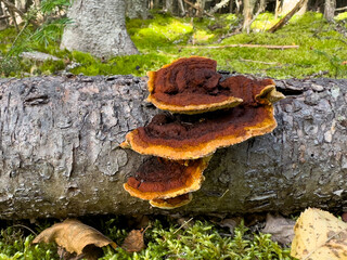 A brown fungus grows out of the trunk of a large spruce tree. The fallen tree has a thick grey colored bark. There's lush green grass behind the log. The fungus is dark reddish brown with orange.