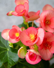 Delicate pink begonia elatior on a light gray background. Floriculture, hobby, home plants.