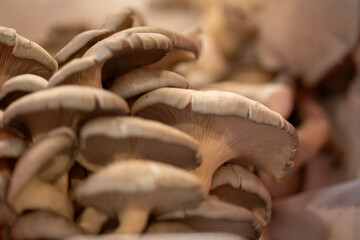 A cluster of organic oyster mushrooms, Pleurotus ostreatus,  growing in a cultivated environment....