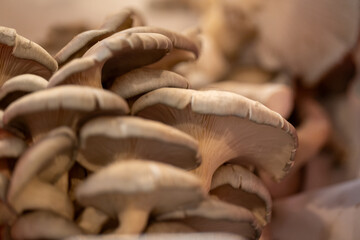 Obraz premium A cluster of organic oyster mushrooms, Pleurotus ostreatus, growing in a cultivated environment. The small round smooth caps, are feathery underneath and are pale yellow colored with a mild flavor. 