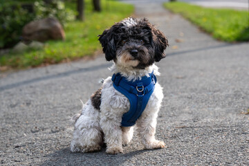 A small black and white terrier dog sitting on a park trail looking attentive. The young animal has short curly hair, long ears, dark eyes, and black patches. The pet is wearing a blue body harness. 
