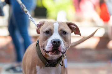 A tan brown colored American bully dog with a white stripe down the center of its head and around its black nose. The strong bully dog is wearing a choke collar and leash. The animal is standing firm.