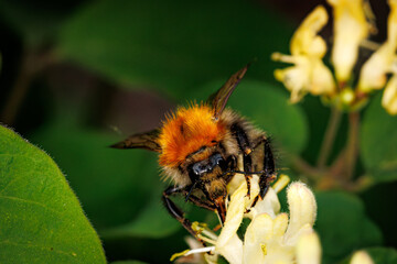 Bee