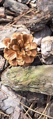fir cone on the ground in the forest