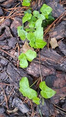 leaves on the groundin the spring