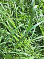 green grass in the park in spring