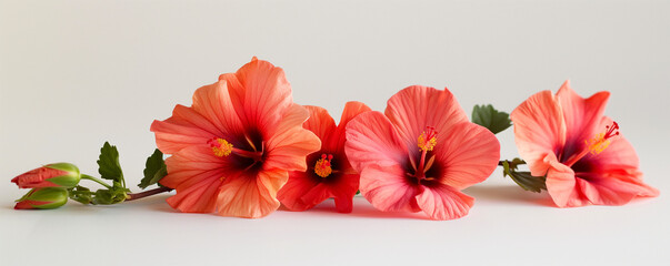 Vibrant Red Hibiscus Flowers in Bloom on White Background