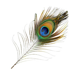 Vibrant Peacock Feather isolated on white or transparent background