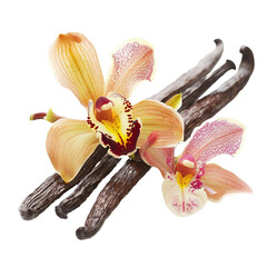 Vanilla pods and orchid flower isolated on white or transparent background