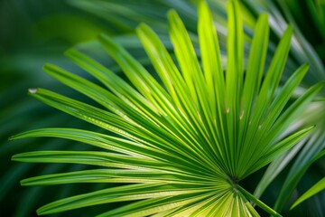 Green palm leaf macro, textured tropical leaves background.