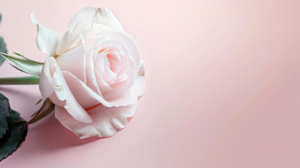 Delicate rose flower on a pink background.
