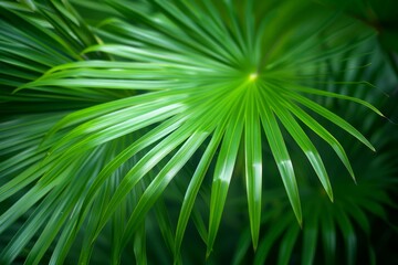 Green palm leaf macro, textured tropical leaves background.