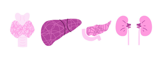 Set of human organs with glands, kidneys, liver, pancreas, thyroid gland. Vector illustration in flat style.