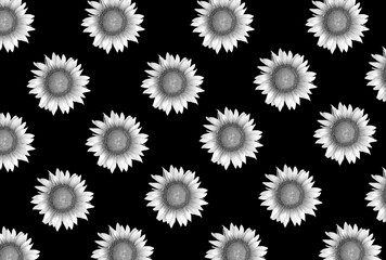 Sunflower on the black background. Pattern. Flat lay.