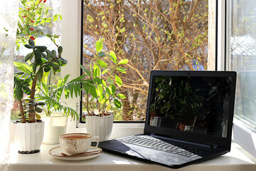 A cup of tea, a computer, a crassula flower, a Kalanchoe and a home palm tree in pots on a sunny...