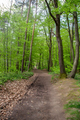 a path in the forest in spring