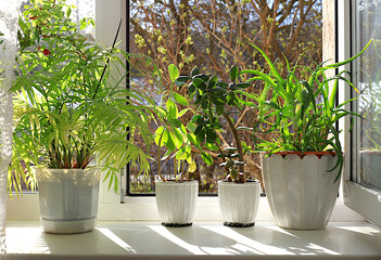 Crassula flower, Kalanchoe, aloe and home palm in pots on a sunny window. The concept of home...