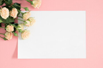 Blank white paper, bouquet of light beautiful cream roses on pastel pink background. Festive flower...