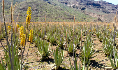 Canarian aloe vera farm, aloe vera blooming in mountains. Dry climate