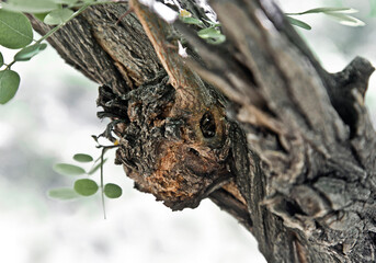 shape of a Potoo bird like creature in tree trunk