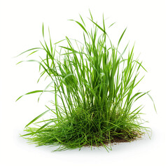 Obraz premium Fresh Uprooted Green Grass Cluster on White Background