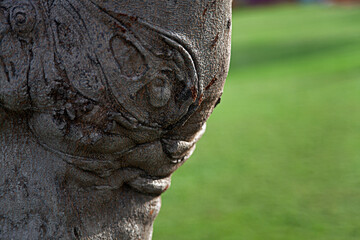 a warrior like face in a tree trunk 