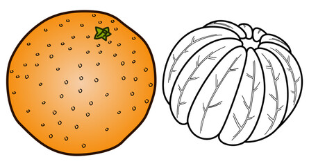 An unpeeled tangerine in color and next to it a peeled tangerine outline