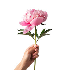 Ideal for Mother’s Day, Valentine’s Day and Women’s Day: Woman with a pink peony flower, Isolated on Transparent Background, PNG