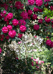 Floral colours in springtime: brightly coloured rhododendron flowers, photographed at end April in Temple Gardens, Langley Park, Iver Heath, UK.
