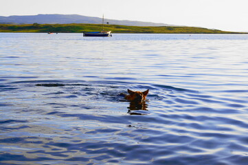German Shepherd Swimming in Loch Beg on the Isle of Mull, Scotland, UK